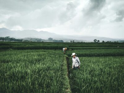 gambar petani